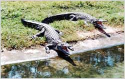 海南南泰鳄鱼湖动物园