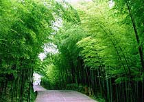 赤水竹海公园天气