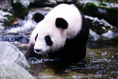 汉中佛坪大熊猫保护区天气